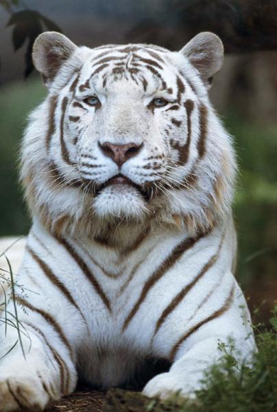 tiger